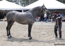 CARBONERA DE LA ROSA III, DE J. IGNACIO PEREZ, ORO EN YEGUAS DE 5 Y 6 A